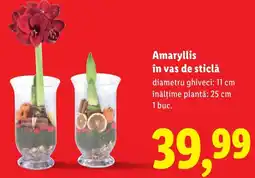 Lidl Amaryllis în vas de sticlă Ofertă