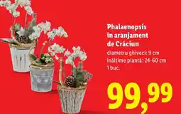Lidl Phalaenopsis în aranjament de Crăciun Ofertă