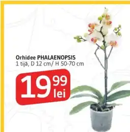 Supeco Orhidee PHALAENOPSIS Ofertă