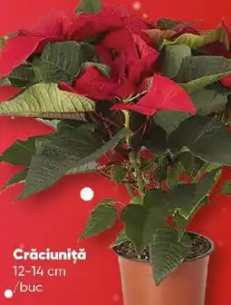 PROFI Crăciuniţă 12-14 cm Ofertă
