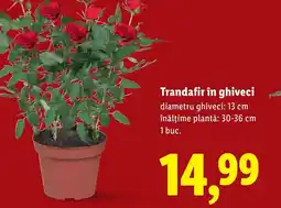 Lidl Trandafir în ghiveci diametru Ofertă