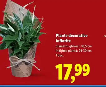 Lidl Plante decorative înflorite Ofertă
