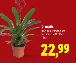 Lidl Bromelia Ofertă