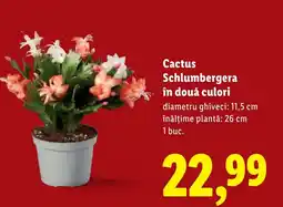 Lidl Cactus Schlumbergera în două culori Ofertă