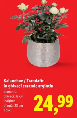 Lidl Kalanchoe/Trandafir în ghiveci ceramic argintiu Ofertă