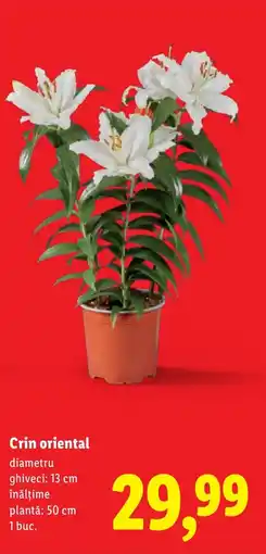 Lidl Crin oriental Ofertă