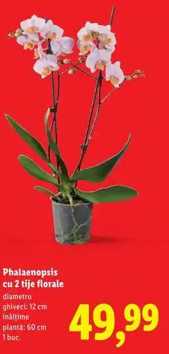 Lidl Phalaenopsis cu 2 tije florale Ofertă