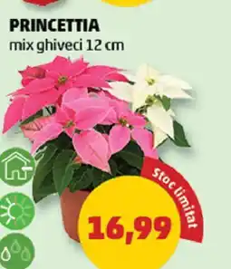 Penny Princettia Ofertă