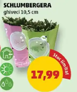 Penny Schlumbergera Ofertă