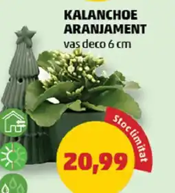 Penny Kalanchoe aranjament Ofertă