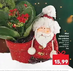Kaufland Mini Kalanchoe vas crăciun Ofertă