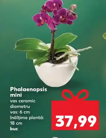Kaufland Phalaenopsis mini Ofertă