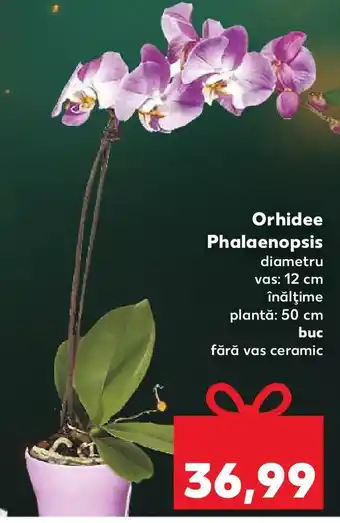 Kaufland Orhidee Phalaenopsis Ofertă