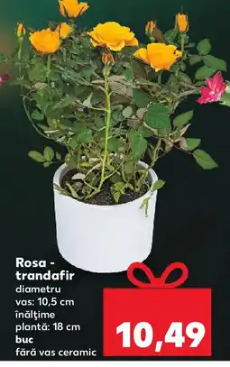 Kaufland Rosa - trandafir Ofertă
