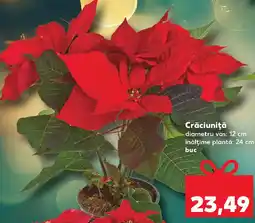 Kaufland Crăciuniţă Ofertă