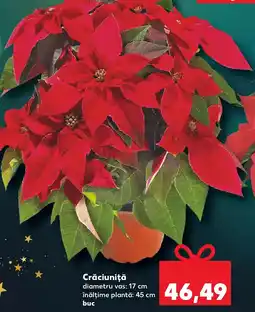 Kaufland Crăciuniţă Ofertă