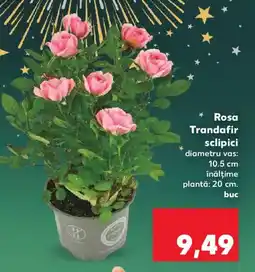 Kaufland Rosa Trandafir sclipici Ofertă