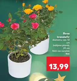 Kaufland Rosa trandafir Ofertă