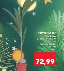 Kaufland Palmier Cocos Nucifera Ofertă