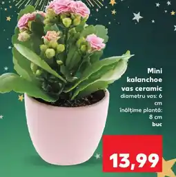 Kaufland Mini Kalanchoe vas ceramic Ofertă