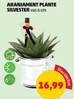 Penny Aranjament plante silvester Ofertă