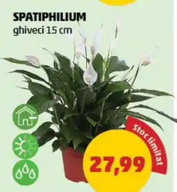 Penny Spatiphilium ghiveci Ofertă