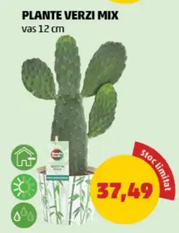 Penny Plante verzi mix Ofertă