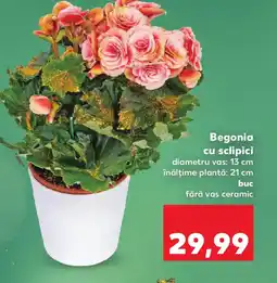 Kaufland Begonia cu sclipici Ofertă