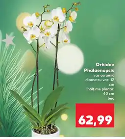 Kaufland Orhidee Phalaenopsis Ofertă