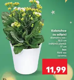 Kaufland Kalanchoe cu sclipici Ofertă