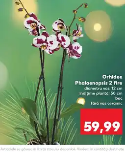 Kaufland Orhidee Phalaenopsis 2 fire Ofertă