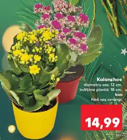 Kaufland Kalanchoe Ofertă