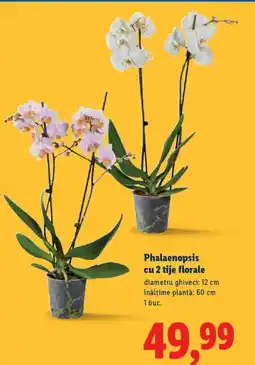 Lidl Phalaenopsis cu 2 tije florale Ofertă