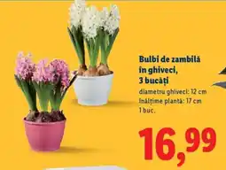 Lidl Bulbi de zambilă în ghiveci, 3 bucăţi Ofertă