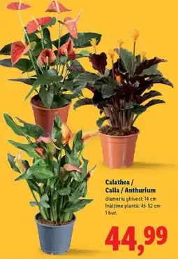 Lidl Calathea / Calla / Anthurium Ofertă