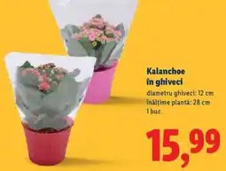 Lidl Kalanchoe în ghiveci Ofertă