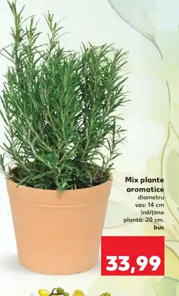 Kaufland Mix plante aromatice Ofertă