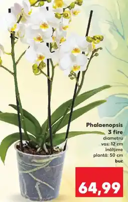 Kaufland Phalaenopsis 3 fire Ofertă