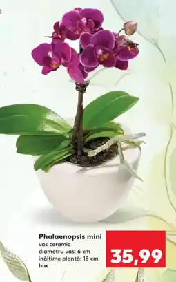 Kaufland Phalaenopsis mini Ofertă