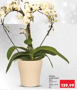 Kaufland Orhidee phalaenopsis deco Ofertă