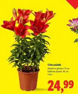 Lidl Crin asiatic Ofertă