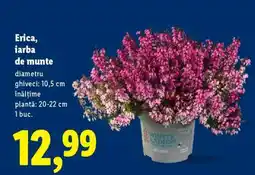 Lidl Erica, iarba de munte Ofertă