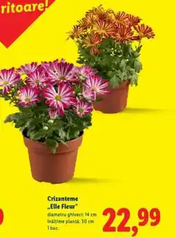 Lidl Crizanteme 'Elle Fleur' Ofertă