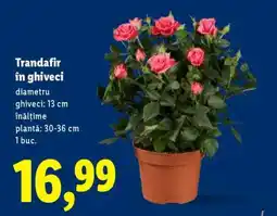 Lidl Trandafir în ghiveci Ofertă