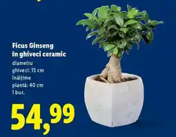 Lidl Ficus Ginseng în ghiveci ceramic Ofertă