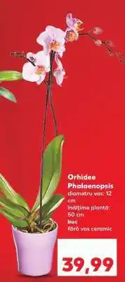 Kaufland Orhidee Phalaenopsis Ofertă