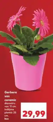 Kaufland Gerbera vas ceramic Ofertă