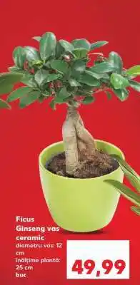 Kaufland Ficus Ginseng vas ceramic Ofertă