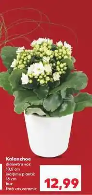 Kaufland Kalanchoe Ofertă