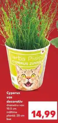 Kaufland Cyperus vas decorativ Ofertă